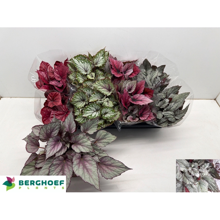 <h4>BEG BEL GEM</h4>