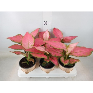 Aglaonema   ...