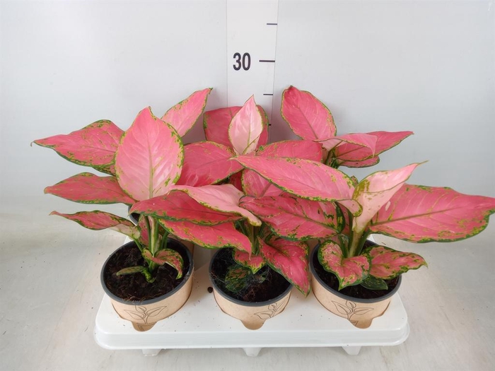 <h4>Aglaonema   ...</h4>
