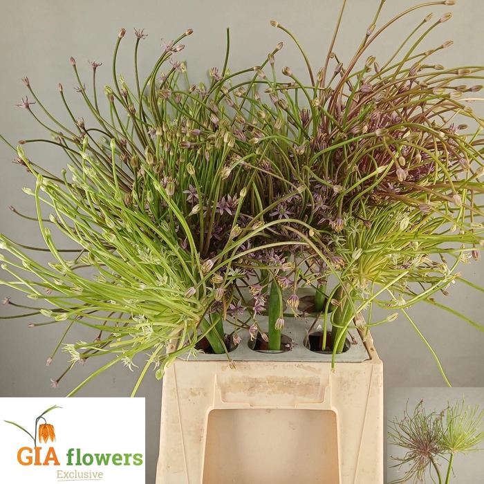 <h4>Allium Schubertii</h4>