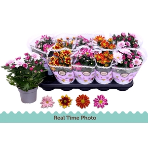 CHRYS GEM 2 KL BLOEM