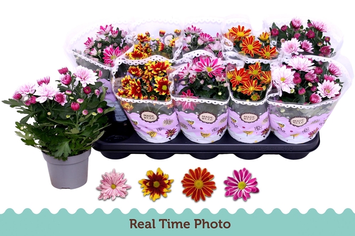 <h4>CHRYS GEM 2 KL BLOEM</h4>