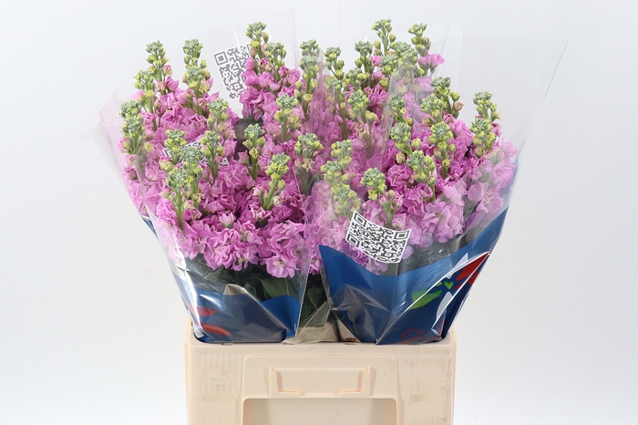 <h4>Matth Iron Pink</h4>