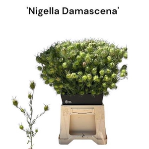 Nige Damasce Zd Per Bos