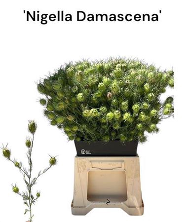 <h4>Nige Damasce Zd Per Bos</h4>