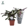 Ctenanthe Burle-marx BUR12