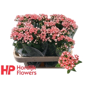 Bouvardia do diamond salmon improved