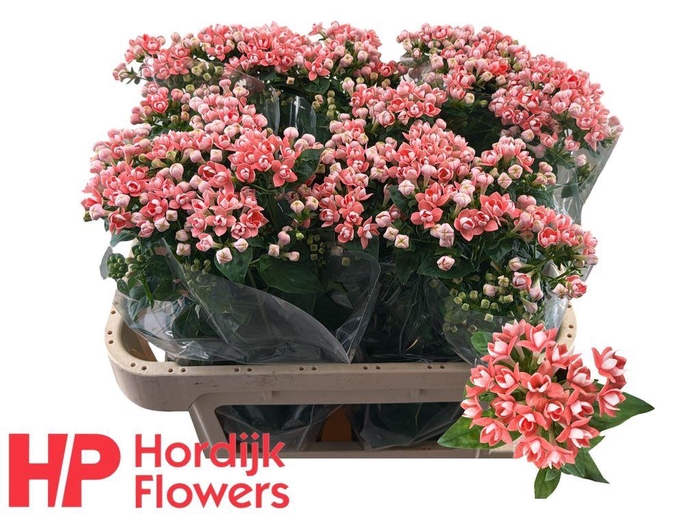 <h4>Bouvardia do diamond salmon improved</h4>