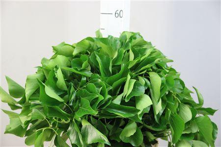 <h4>Deco Gr Hedera Pak</h4>