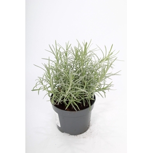 HELICH ITALICUM