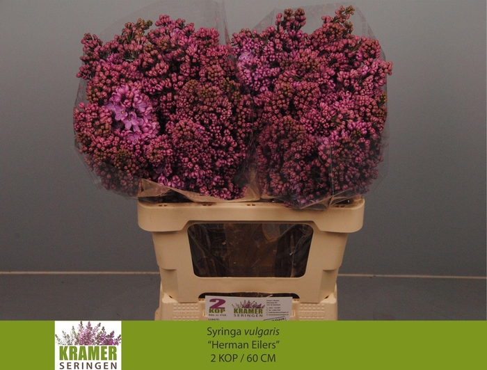 <h4>SYR V HERMAN EILERS</h4>