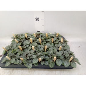 Peperomia