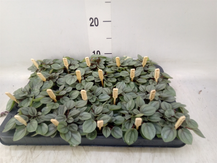 <h4>Peperomia</h4>