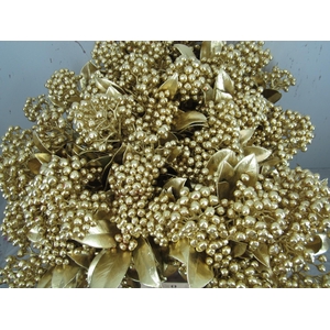 Skim J A Pabella Goud