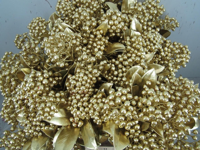 <h4>Skim J A Pabella Goud</h4>