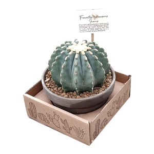 Ferocactus Glaucescens Inermis Keramiek Terracotta