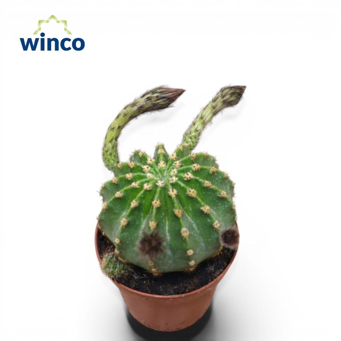 <h4>Echinopsis Eriesii Flowering</h4>