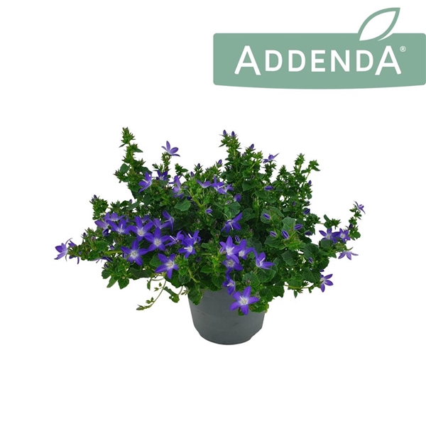 <h4>Campanula Adansa Purple 14 cm</h4>