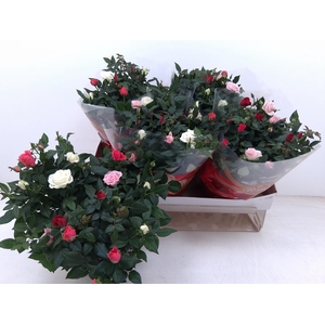 RO FAV FESTIV GEM IP