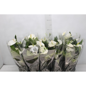 ANTHURIUM SUCCESS WHITE P12 BRANCO