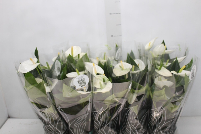 <h4>ANTHURIUM SUCCESS WHITE P12 BRANCO</h4>