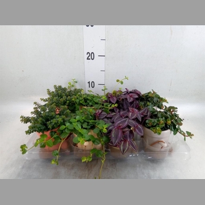 Arr.   Kamerplant Groen L%