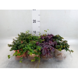 Arr.   Kamerplant Groen L%