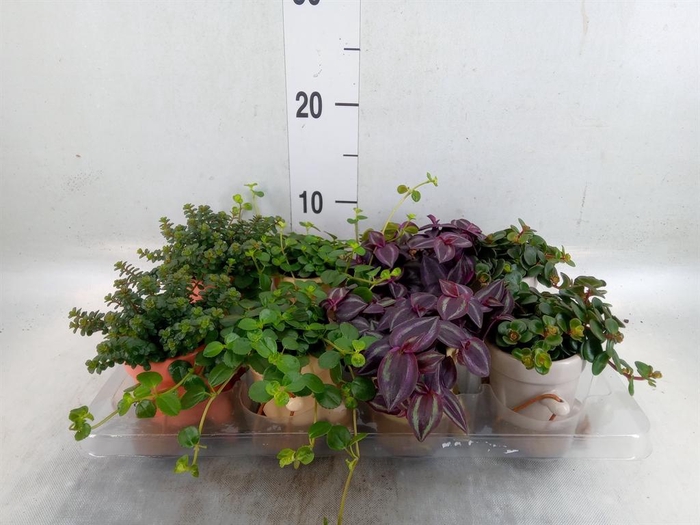 <h4>Arr.   Kamerplant Groen L%</h4>