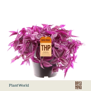 Tradescantia Pink Paradise