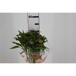 ALSTROEMERIA CINNAMON 070 CM