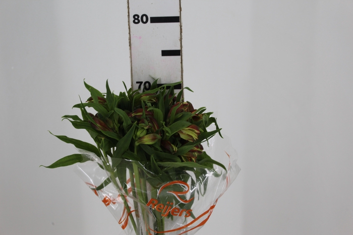 <h4>ALSTROEMERIA CINNAMON 070 CM</h4>
