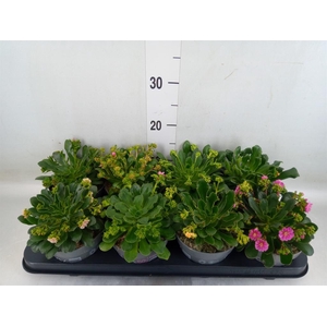 Lewisia cot. 'Rocky Colors'   ..mix