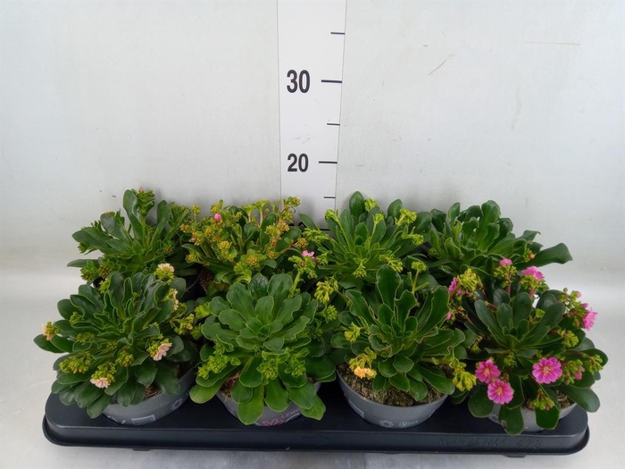 <h4>Lewisia cot. 'Rocky Colors' ..mix</h4>