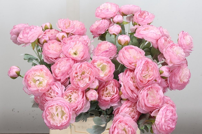 <h4>Deco Stem Ranunculus Pink X5</h4>