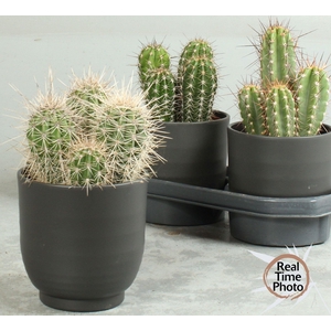CACTUS OV