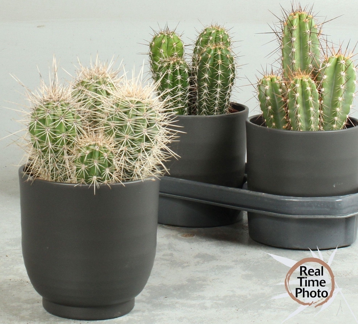 <h4>CACTUS OV</h4>