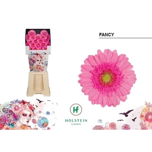 Ge Mi Fancy