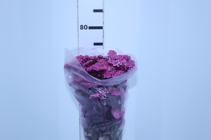 ACHILLEA MILLEFOLIUM PINK TINTURADA 060 CM