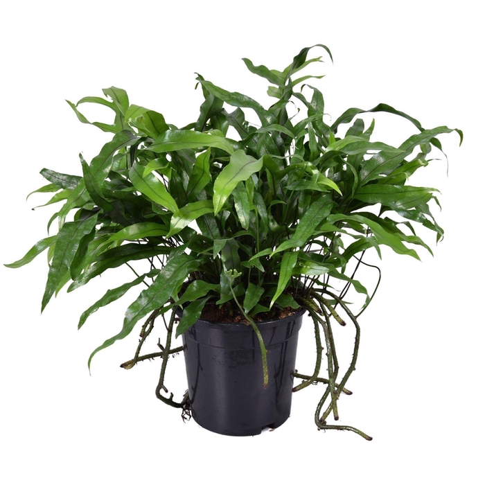 <h4>MICROS DIVERSIFOLIUM</h4>