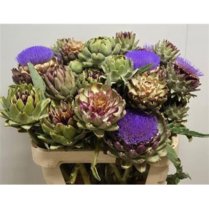 Cynara Sc Green Globe