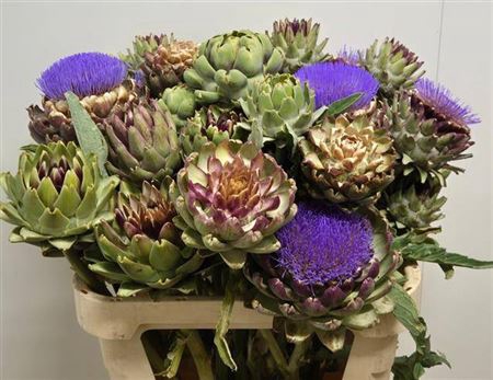 <h4>Cynara Sc Green Globe</h4>