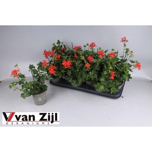 PEL PELT BALKON ROOD