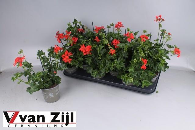 <h4>PEL PELT BALKON ROOD</h4>