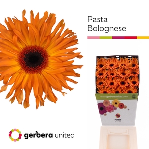 Gerbera Pasta Bolognese Diamond