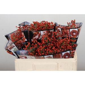 Rozenbottel Autumn Rosefruits