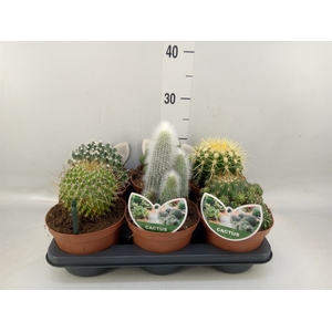 Cactus   ...mix