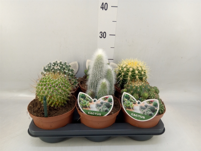 <h4>Cactus   ...mix</h4>