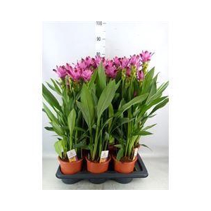 Curcuma alism. 'Siam Splash'