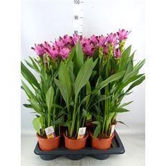 <h4>Curcuma alism. 'Siam Splash'</h4>