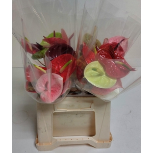 Anthurium mix ArenaMidori